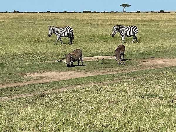 Warthogs and zebras on the savanna. The common warthog is a wild member of the pig family found in grassland, savanna, and woodland in East Africa. Its habits can seem odd: grazing on bended forelegs; entering its burrow backwards; trotting along with tail held erect, like a radio antenna. An omnivore, it uses its rubbery snout to grub up roots and tubers. It often wallows in mud to help regulate its temperature and rid parasites from its largely naked skin.