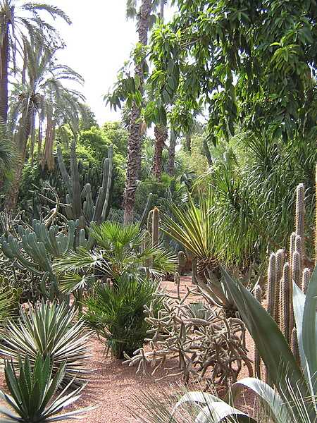 Cactus garden in the Jardin Majorelle (Majorelle Garden) in Marrakech.