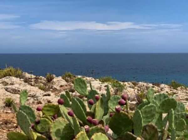 The prickly pear cactus, Opuntia, produces a delicious fruit that is enjoyed by many locals in Malta. The Maltese islands enjoy a typically warm Mediterranean climate with long, dry summers and cool, mild winters. Malta enjoys one of the most optimal arrangements of daylight hours in Europe, with about 3,000 hours of sunshine per year.