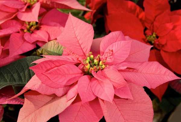 The poinsettia, the traditional holiday plant, is native to Mexico and Central America and is found in the wild in mid-elevation tropical dry forests and on Pacific-facing slopes in steep canyons. The Aztecs used the plant for red dye and for medicinal purposes. The poinsettia’s association with Christmas dates back to the 17th century when Franciscan friars in Mexico used them in holiday celebrations. The star-shaped leaf pattern came to symbolize the Star of Bethlehem and the red color Jesus’s sacrifice at the crucifixion. The plant derives its name from the first US Ambassador to Mexico, Joel Roberts Poinsett. In 1825, while visiting Taxco, he became fascinated with the plants and sent some to his home in South Carolina. Poinsett, a botanist, propagated the plants and gave them to friends and to botanical gardens. In 1833, the plant was named after him.  Robert Buist, a nurseryman, received some of Poinsett’s plants and is believed to be the first person to sell the plant in the US. Poinsettias became popular beginning in the early 1900s and remain synonymous as a holiday decoration in homes, churches, offices, and elsewhere across North America. Picture courtesy of USDA/Peggy Greb