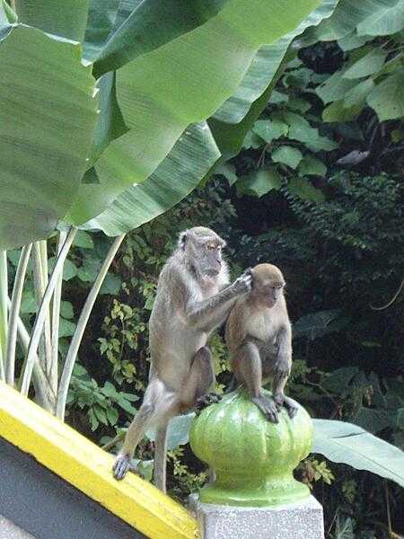 Cynomolgus monkeys (also called Crab-eating macaques) before the Batu Caves. These animals are native to Southeast Asia.