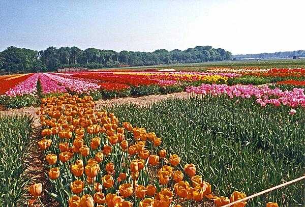 Tulip fields brighten an already sunny day. The tulip is today the symbol of the Netherlands, having arrived from the Ottoman Empire in the 16th century.