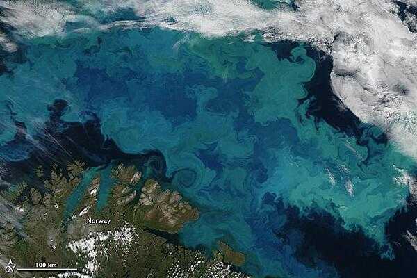 Brilliant shades of blue and green explode across the Barents Sea in this natural-color satellite image taken on 14 August 2011. The color was created by a massive bloom of phytoplankton that is common in the area each August. The clear view is a rare treat since the Barents Sea is cloud-covered roughly 80 percent of the time in summer. Plankton blooms spanning hundreds or even thousands of kilometers occur across the North Atlantic and Arctic Oceans every year. Many species thrive in the cooler ocean waters, which tend to be richer in nutrients and plant life than tropical waters. 

The area in this image is located immediately north of the Scandinavian peninsula. The region is a junction where several ocean current systems - including the Norwegian Atlantic, the Persey, and east Spitsbergen currents - merge and form a front known as the North Cape Current. The intersecting waters, plus stiff winds, promote mixing of waters and of nutrients from the deep. Image courtesy of NASA.