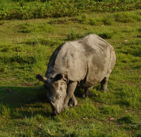 One of the many Indian Rhinoceros  (aka Greater One-Horned Rhinoceros) found at the Chitwan National Park (CNP) in Kasara, Chitwan.  The CNP is Nepal's first national park. Established in 1973 and granted World Heritage Site status in 1984, the park lies in the subtropical Inner Terai lowlands of south-central Nepal and covers an area of 953 sq km (368 sq mi). CNP is home to over 700 wildlife species and is renowned for its protection of the threatened One-Horned Rhinoceros, Royal Bengal Tiger, and Gharial Crocodile.