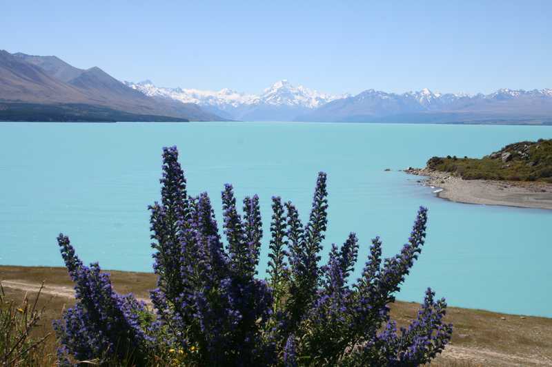 Lake Pukaki, a glacier-fed lake in the central highlands of New Zealand’s South Island, has a unique aqua color. Aoraki (aka Mt Cook), the tallest peak in New Zealand, appears in the background.