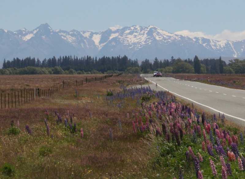 Lupines grow wild along the road to the central highlands on the South Island of New Zealand.