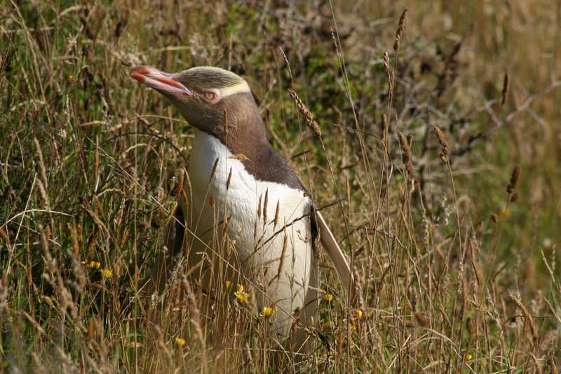 Along the Dunedin Coast of the South Island, yellow-eyed penguins live in nests along the cliff face. They climb down to the shore in search of food.