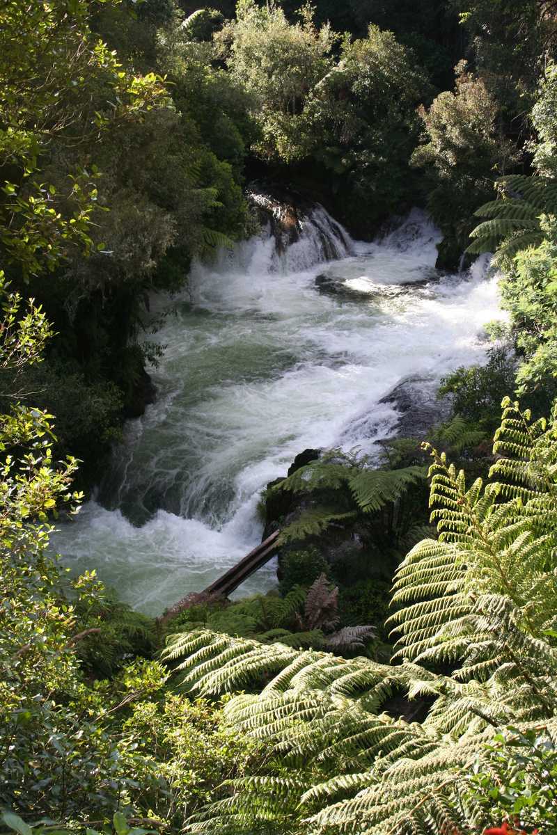 The Kaituna River is a favorite North Island white-water rafting area. The terraced waterfalls and swift-moving water provide an exciting ride. The navigable section of the river ends with Tutea Falls, a 6.5-m (21-ft) waterfall into a large pool.