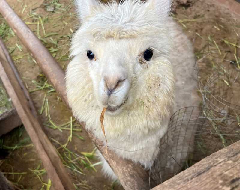 A cooperative alpaca pauses for a photo. Indigenous to the Peruvian Andes, alpacas provide much of the wool used for traditional woven garments in Peru.