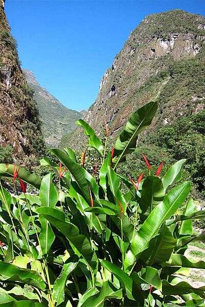 Bird of Paradise plants in Aguas Calientes (Hot Waters), the closest modern-day town to the ancient mountaintop city of Machu Picchu.