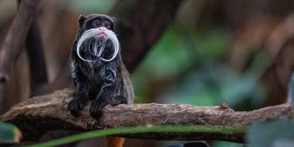 The emperor tamarin monkey is native to the southwest Amazon Basin, an area encompassing Peru, Brazil,  and  Bolivia. The primate is believed to be named after the German Emperor Wilhelm II who also wore a white moustache. Like all varieties of tamarin monkeys, the emperor tamarin has narrow hands with non-opposable thumbs and claws rather than nails. These tamarins are omnivorous and primarily eat fruit, but may also feed on insects, gum, nectar, and leaves. The monkey faces a decline in population due to deforestation and human encroachment.  Photo courtesy of the Smithsonian National Zoo.