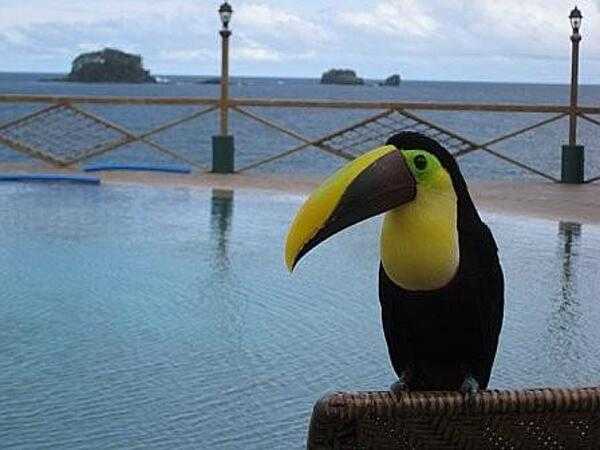 A Panamanian toucan.