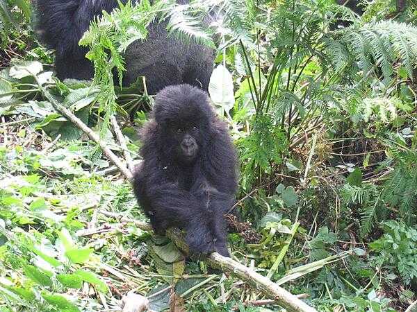Baby Mountain Gorilla, Volcanoes National Park.