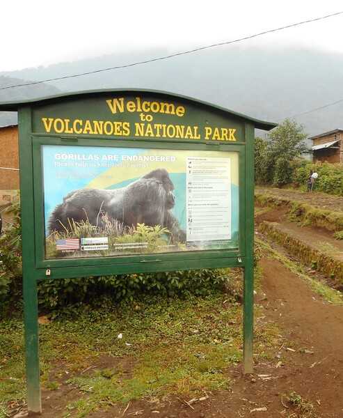 Volcanoes National Park is home to the mountain gorillas of Rwanda. Located in northern Rwanda, it is part of the great Virunga volcano conservation region spanning the Congo and Uganda. Three volcanoes are located within its borders, Mount Karisimbi, Mikeno, and Karisimbi (in the background of the picture). Besides the gorillas, Volcanoes National Park is home to golden monkeys, a variety of birds, reptiles, amphibians, and insects. The park is also where Dian Fossey, American conservationist, is buried near her cabin. Fossey spearheaded the conservation campaign for mountain gorillas until her murder in 1985. She is buried next to the grave of her favorite gorilla, Digit.