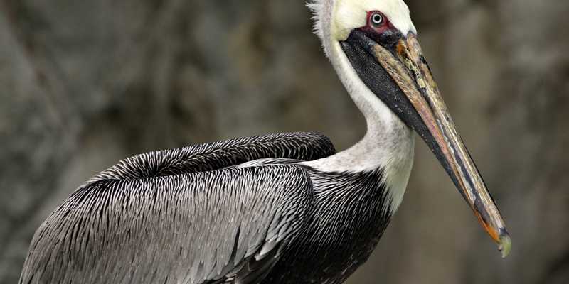 The national bird of St. Kitts and Nevis is the brown pelican.  Brown pelicans are the smallest species of pelican; males and females are 0.9 to 1.5 meters long (3 to 5 ft) and weigh over 3 kg (7 lbs). These pelicans are native to Virginia, Alabama, Louisiana, and Texas along the Gulf Coast, Central Californina, south to the mouth of the Amazon River in Brazil, south-central Chile, and the Galapagos Islands.  Brown Pelicans feed on mid-size fish and are the only species of pelican that hunts with dramatic plunging dives, flying as high as 30 m (100 ft) before folding back their wings and plunging into the water.  The skin pouch suspended from the lower half its bill holds two or three times more than the bird's stomach—about one gallon of water and fish.  The bird will hold its catch and drain the water from its mouth before swallowing. Photo courtesy of the Smithsonian National Zoo.