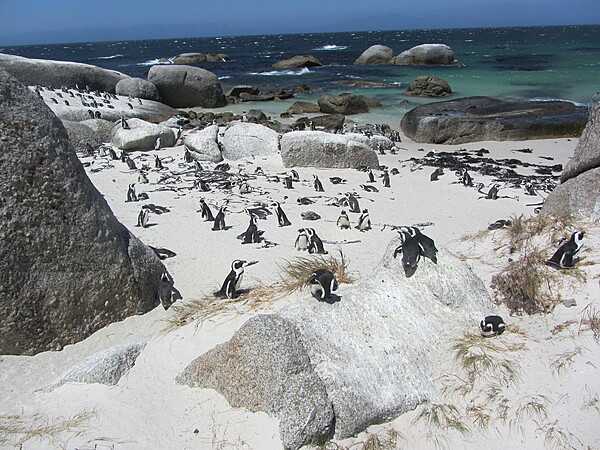 African penguins- also called the black-footed penguin, Cape penguin, or jackass penguin (due to their mating call resembling a braying donkey)-are the only penguin species that live on the African continent, mainly along the coast of South Africa and Namibia. The species subsists on squid, southern African pilchards, horse mackerel, and anchovies and penguins can reach up to 60–68 cm (24–27 in) in length and weigh up to 3.7–4 kg (8–9 lbs).  African penguins face threats of overfishing of their food supply, climate change threats to the marine ecosystem, pollution, and disease. Pictured are African penguins at the Boulders Penguin Colony in Table Mountain National Park.