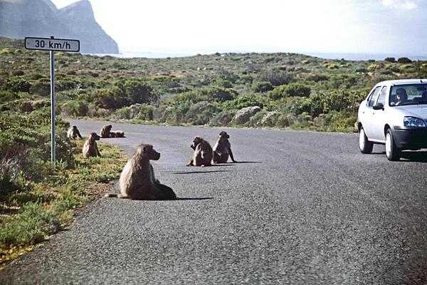 Local residents at the Cape of Good Hope - Chacma or Cape Baboons.