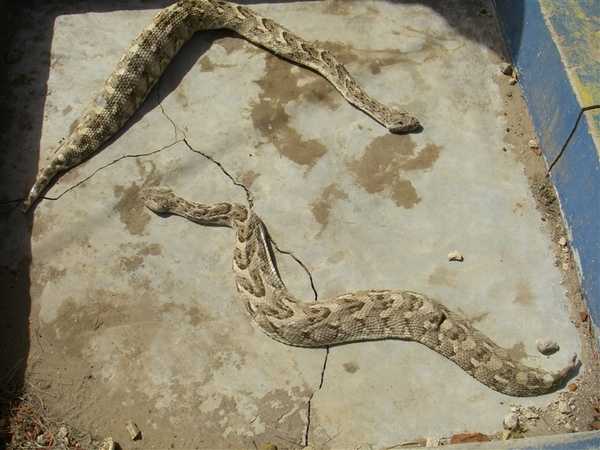 Puff adders, among the most deadly creatures on earth. Photo courtesy of NOAA.