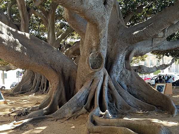 Huge Ficus Centenario tree in Cadiz. The city is among the oldest settlements in Spain, founded by the Phoenicians about 1100 B.C.  It was a major port for trade with the Americas.