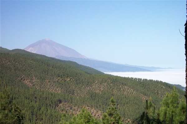 High in the pine forest above the harbor at Tenerife in the Canary Islands; Mount Teide appears in the distance. The tallest mountain in Spain, Mount Teide is the third tallest volcano on earth, measured from the ocean floor. Photo courtesy of NOAA / Michael Theberge.