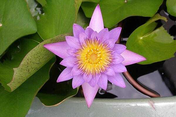 A water lily in Bangkok.