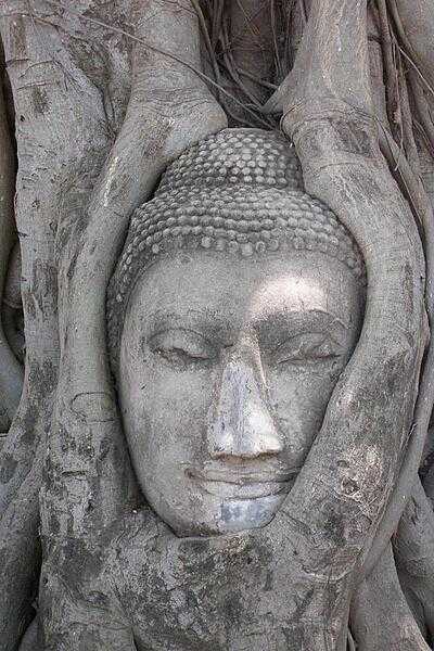 Ayutthaya Buddha head lodged in tree.