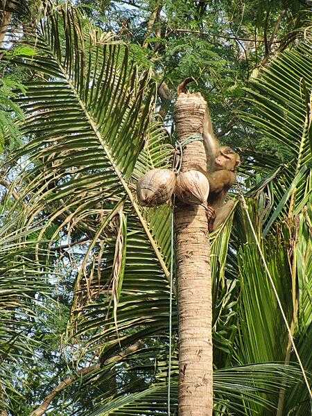 Monkey retrieving coconuts on Ko Samui, an island in the Gulf of Thailand off the East Coast of the Kra Isthmus. Ko Samui is Thailand&apos;s third largest island with a population of 62,000; it attracts 1.5 million visitors annually, who are drawn to its pleasant climate and sandy beaches.