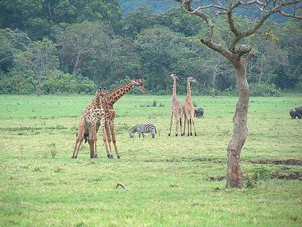 Giraffes at Arusha National Park.