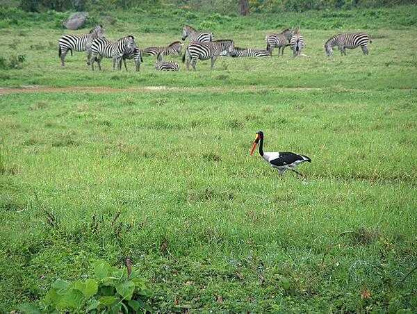 Crane in front of a herd of zebras at Arusha National Park.