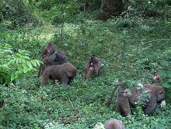 Baboons at Arusha National Park.