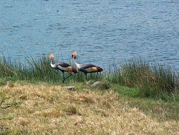 Grey Crowned Cranes walk along a river at Arusha National Park.