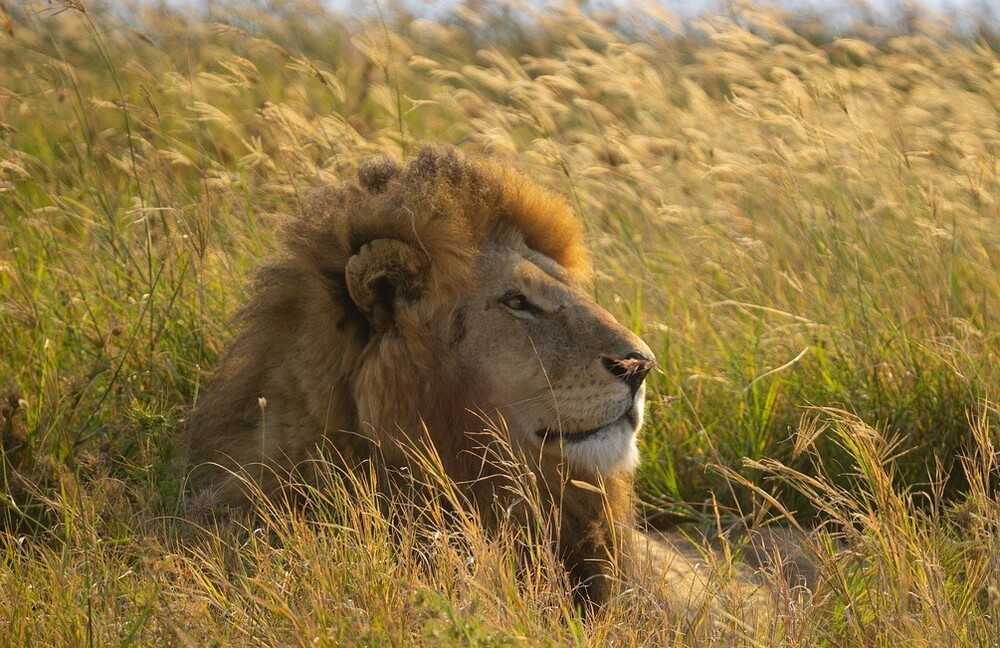 The Serengeti National Park in Tanzania has the largest population of lions in Africa due to the protection afforded them and other endangered animal species. Lions are listed as "vulnerable” on the Endangered Species List, due to loss of prey, habitat loss, and conflict with humans. A UNESCO site since 1981, the Serengeti Park is extremely popular with tourists seeking guided safari tours.