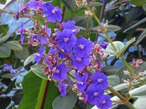 African violet flowers.