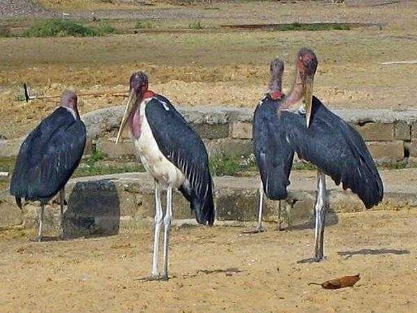 Marabou Storks have one of the largest wingspans of any land bird.