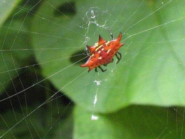 Red and black thorn spider.