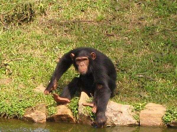 Chimpanzee (Uganda Wildlife Education Center (zoo) near Kampala).