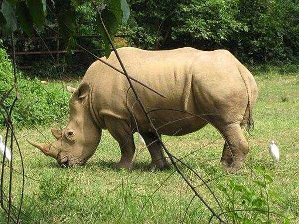 Rhinoceros (Uganda Wildlife Education Center (zoo) near Kampala).
