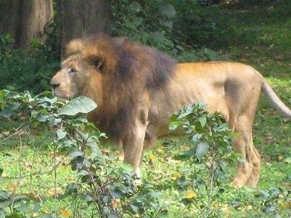Male lion (Uganda Wildlife Education Center (zoo) near Kampala).