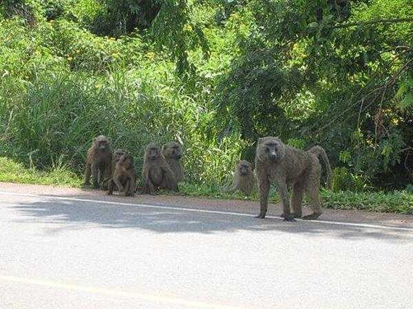 A family of wild baboons sitting along the road from Mbale to Kampala.