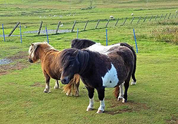 Shetland ponies, small but strong equines that are native to the islands.