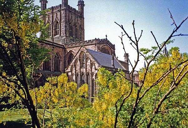 Laburnum trees in bloom around Chester Cathedral, England. The cathedral dates back to 1093 and has a free standing bell tower added in the 20th century.  The church has been altered many times as attested to by examples of Norman, Early English Gothic, and Perpendicular Gothic styles of architecture. There may have been a Christian basilica on the site during the Roman era.