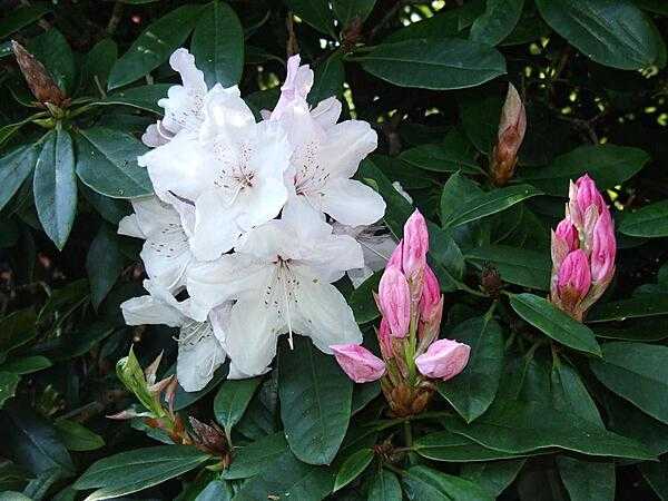 Rhododendron blossoms and buds at the Royal Botanic Gardens at Kew, England.