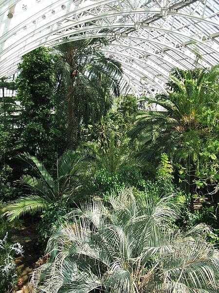 Inside the Palm House at the Royal Botanic Gardens at Kew, England.