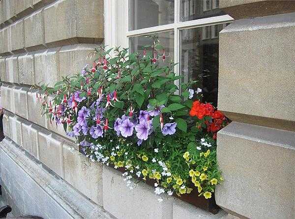 Flowers vying for attention in a window box outside the Roman Baths in Bath, England.