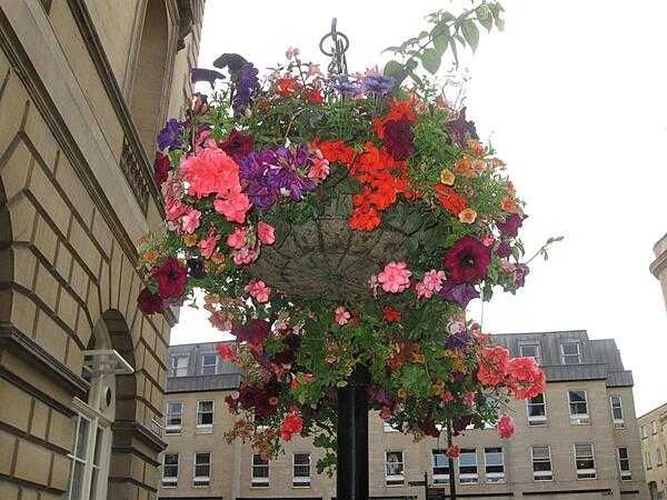 Hanging flower baskets in Bath, county Sommerset, England.