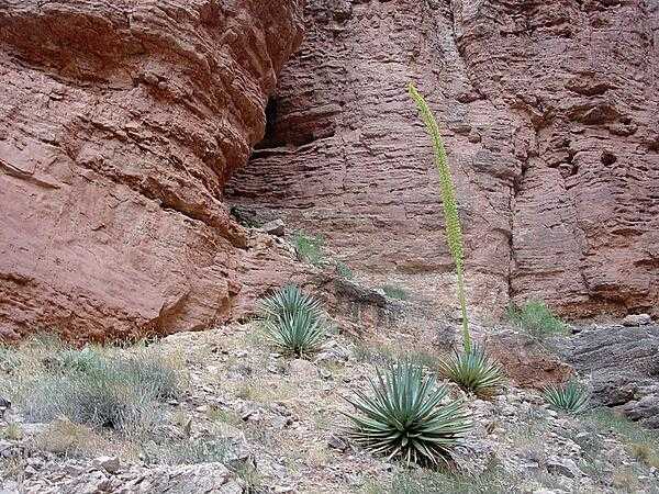 A group of spiky agave plants at Nautiloid Canyon in the Grand Canyon; the specimen in the center is in bloom. Image courtesy of the USGS.