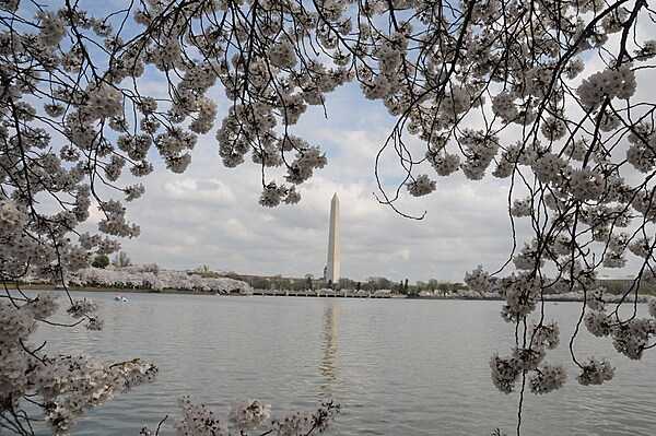 Cherry blossoms frame a view of the Washington Monument from across the Tidal Basin. Photo courtesy of the National Park Service/ Sarah Eddy.