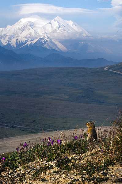 A ground squirrel checks its surroundings in Denali National Park and Preserve, Alaska; Denali looms in the background. Photo courtesy of the US National Park Service.