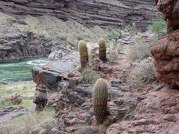 Barrel cactus along the Deer Creek Trail in the Grand Canyon. The Colorado River is in the background. Image courtesy of the USGS.