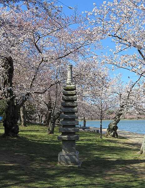 A Japanese pagoda among the cherry trees lining the Tidal Basin in Washington D.C. Photo courtesy of the National Park Service/John Donoghue.
